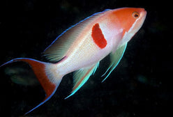 Anthias: Tricolor; Male