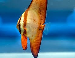 Batfish: Orbiculate