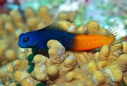 Blenny: Bicolor; Male