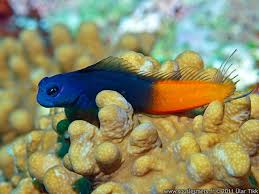 Blenny: Bicolor; Male