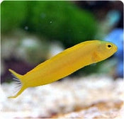 Blenny: Canary; Yellow; Fiji