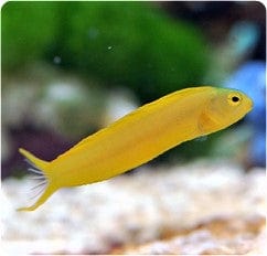 Blenny: Canary; Yellow; Fiji