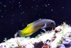 Blenny: Flametail