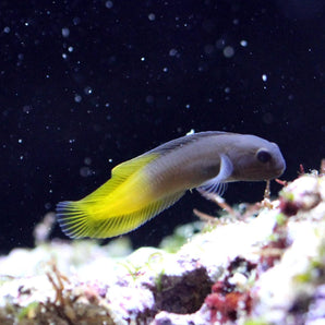 Blenny: Flametail