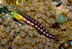 Blenny: Golden Tiger