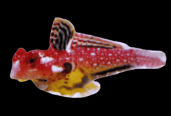 Blenny: Ruby Red Dragonette