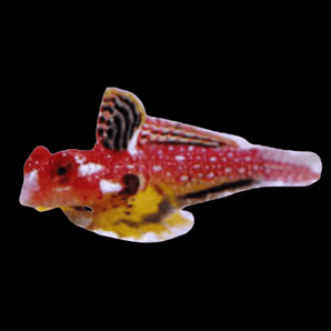 Blenny: Ruby Red Dragonette