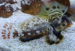 Blenny: Scooter