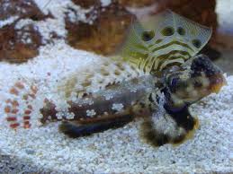 Blenny: Scooter