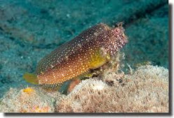 Blenny: Starry