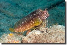 Blenny: Starry