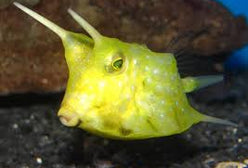 Boxfish: Long Horned Cowfish