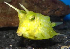 Boxfish: Long Horned Cowfish