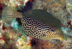 Boxfish: Scribbled; Female