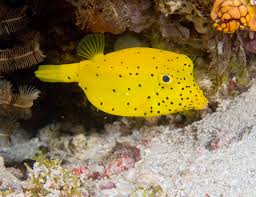 Boxfish: Yellow Cubicus