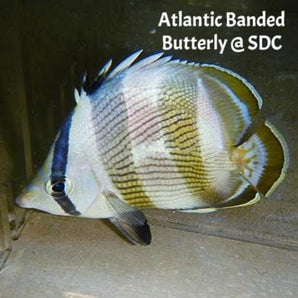 Butterfly: Banded; Atl.