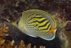 Butterfly: Pelewensis; Fiji