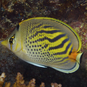 Butterfly: Pelewensis; Fiji