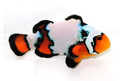 Clown: Black Ice Ocellaris; C.