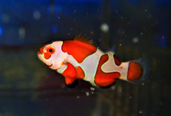 Clown: Orange Storm Ocell  CB