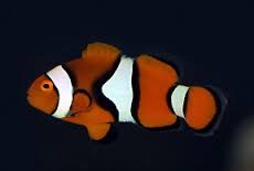 Clown: Percula; True; C.B..