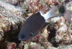 Damsel: Bicolor Chromis