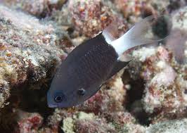 Damsel: Bicolor Chromis