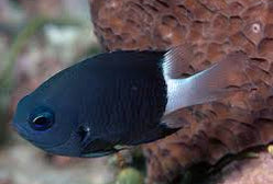 Damsel: Bicolor Chromis; Afric