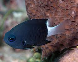 Damsel: Bicolor Chromis; Afric