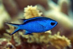 Damsel: Blue Reef Chromis; Atl