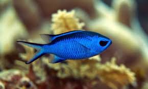 Damsel: Blue Reef Chromis; Atl