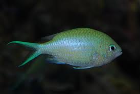 Damsel: Green Chromis