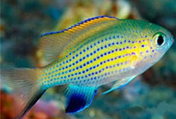 Damsel: Vanderbilt Chromis