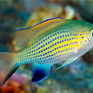 Damsel: Vanderbilt Chromis