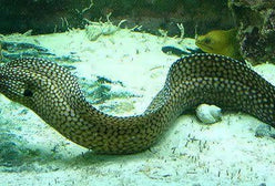 Eel: Black Ear Moray