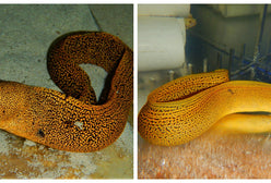 Eel: Gold Spotted Moray; Brz.