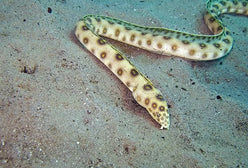 Eel: Gold Spot Snake; Brz.