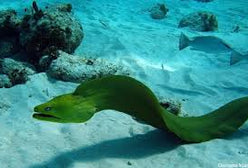 Eel: Green Moray; Brz.