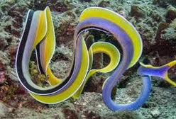 Eel: Ribbon; Blue