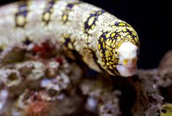 Eel: Snowflake Moray