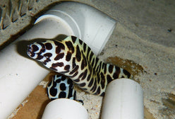 Eel: Tesselata