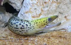 Eel: Yellow Head Moray