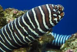 Eel: Zebra Moray