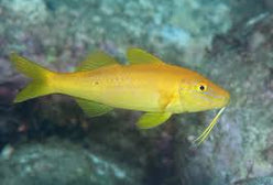 Goatfish: Yellow; Fiji