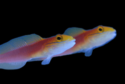 Goby: Bella