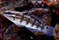 Goby: Dragon