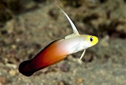 Goby: Firefish