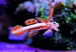 Goby: Flaming Prawn