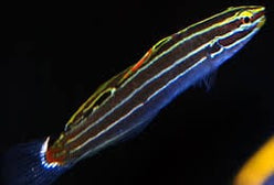 Goby: Hectors