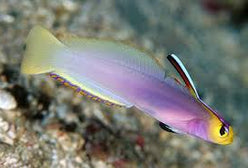 Goby: Helfrichs Firefish; Mar